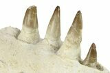 Mosasaur Jaw Section with Four Teeth - Morocco #270864-1